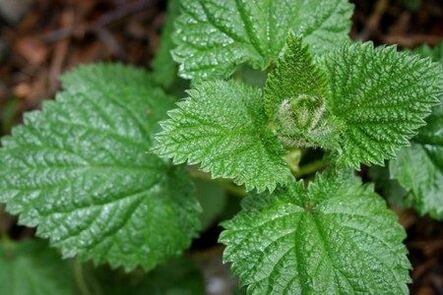 Nettle helps to improve power and strengthen libido