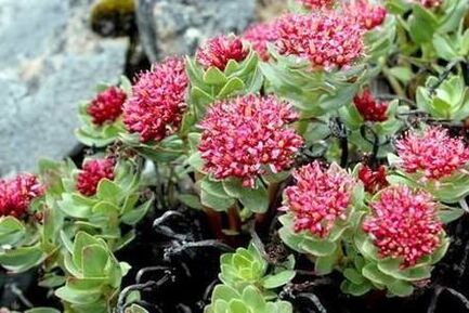 Rhodiola Pink to prepare the lifting of the tincture power